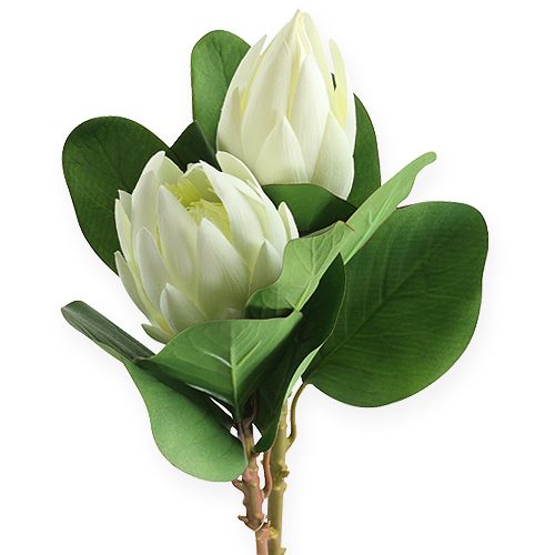 Floristik24 Protea Blanco 54cm 2pcs