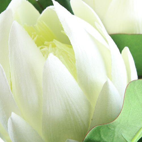 Floristik24 Protea Blanco 54cm 2pcs