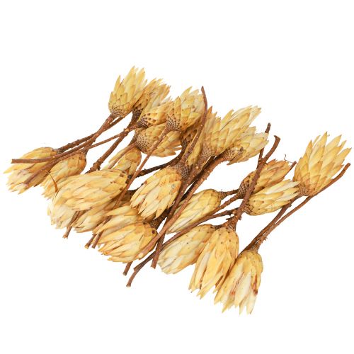 Artículo Proteen crema Repens seca 1ª elección 10-12cm 25uds