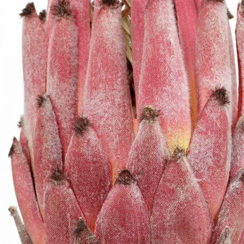 Floristik24 Artificial Protea Red Flor artificial exótica H55cm