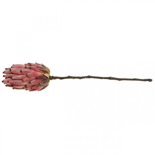 Floristik24 Artificial Protea Red Flor artificial exótica H55cm