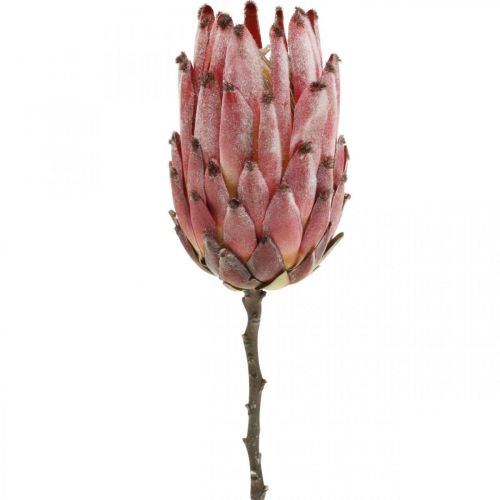 Floristik24 Artificial Protea Red Flor artificial exótica H55cm