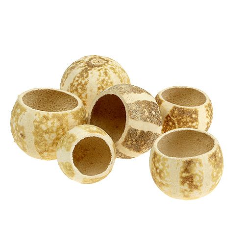 Floristik24 Taza Calabaza blanqueada 20uds