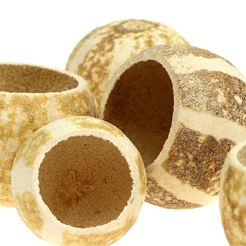 Floristik24 Taza Calabaza blanqueada 20uds