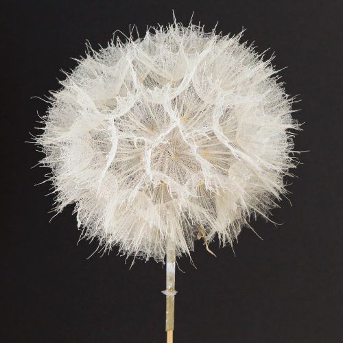 Floristik24 Diente de león decorativo en blanco: delicadas flores secas para arreglos elegantes Ø11cm 6 piezas