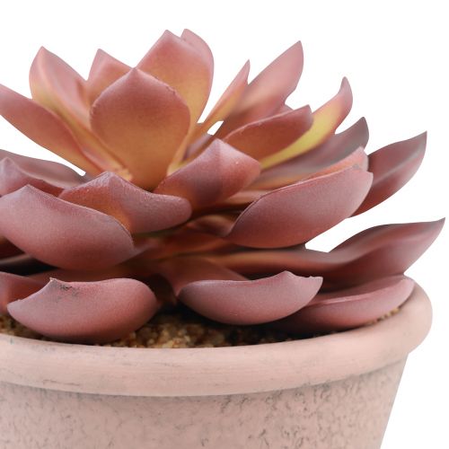 Artículo Planta suculenta en maceta Echeveria artificial rojo vintage Ø15cm H16cm