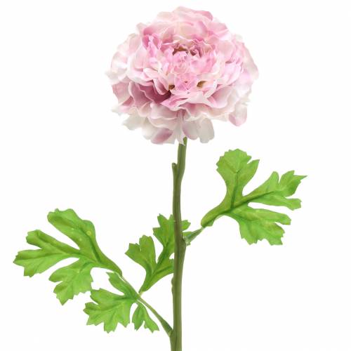 Ranunculus lila H45cm