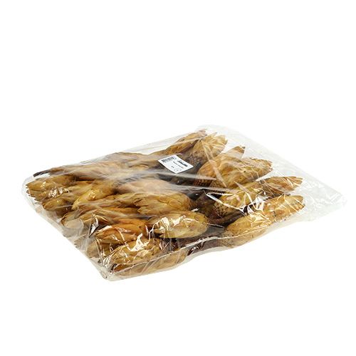 Artículo Repens crema pequeña 50uds