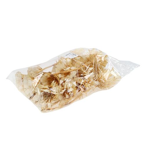 Artículo Roseta Repens blanqueada 8-9cm 20uds