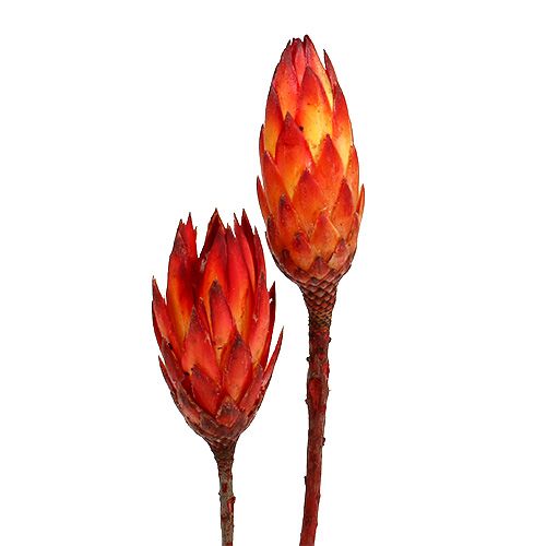 Floristik24 Repens Rojo 2 Tonos 25uds