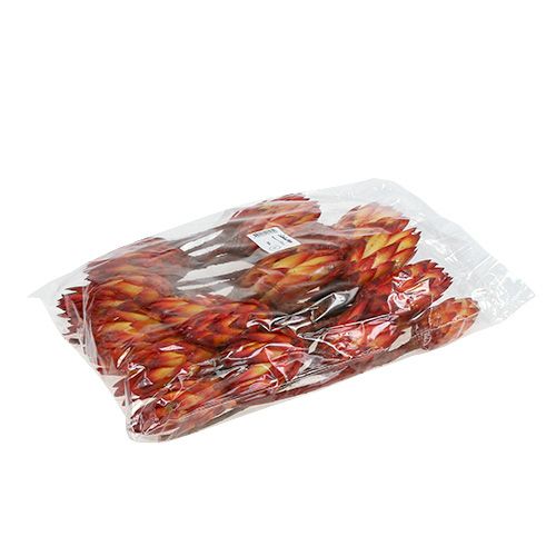 Floristik24 Repens Rojo 2 Tonos 25uds