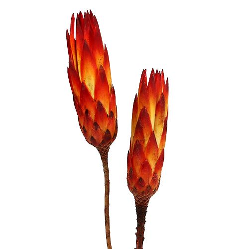 Repens rojo pequeño 50uds
