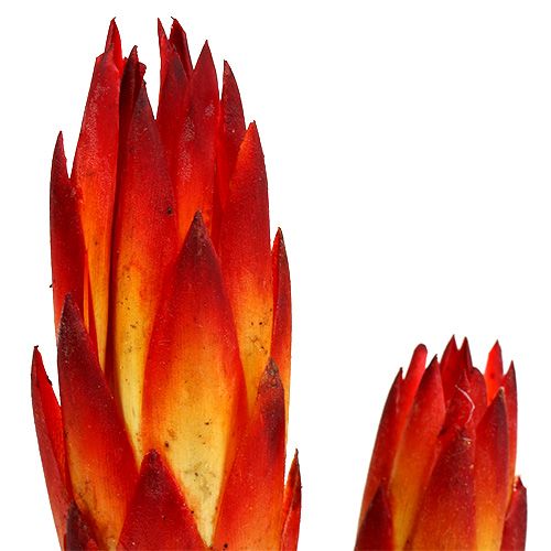 Artículo Repens Rojo pequeño 50uds