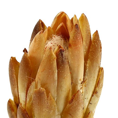 Artículo Repens Crema 25uds