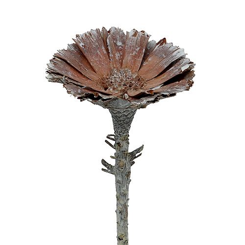 Floristik24 Repens roseta 6-7cm blanqueado 25uds