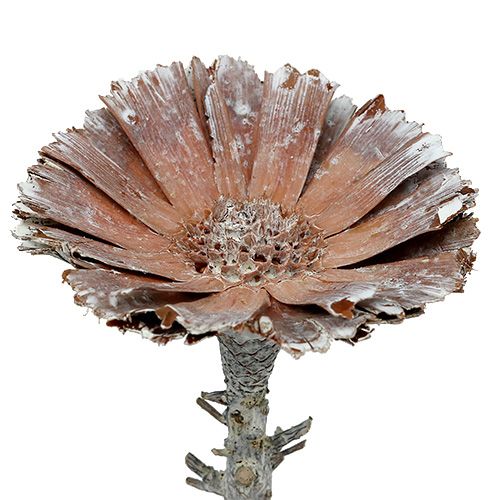 Artículo Repens roseta 6-7cm blanqueado 25uds