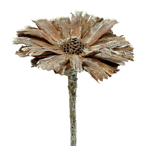 Floristik24 Rosetón Protea 8-9cm blanqueado 25uds