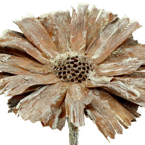 Artículo Rosetón Protea 8-9cm blanqueado 25uds