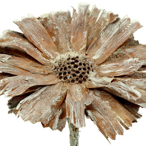 Artículo Rosetón Protea 8-9cm blanco lavado 25p