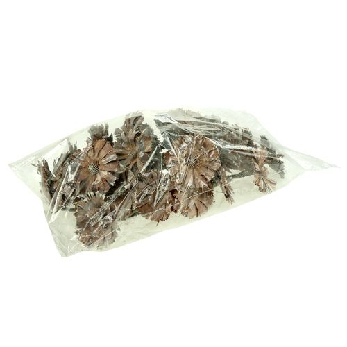 Artículo Rosetón Protea 8-9cm blanqueado 25uds