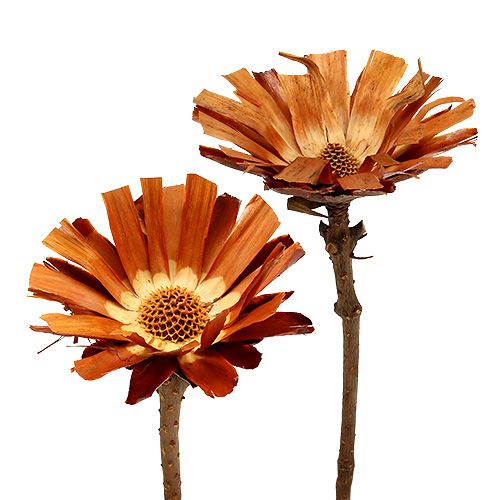 Floristik24 Repens Roseta Super 10 - 12cm 20uds