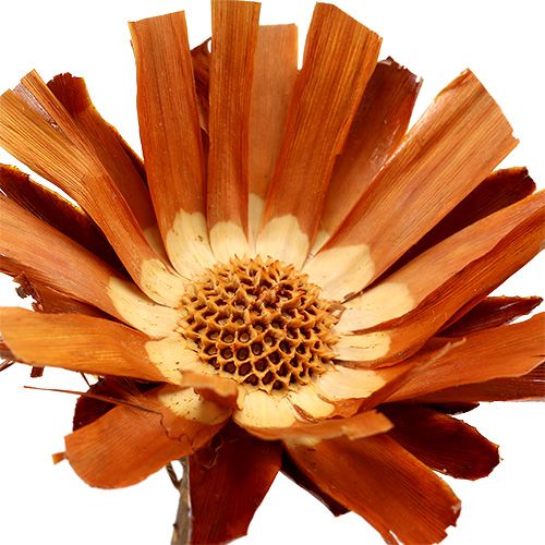 Artículo Repens Roseta Super 10 - 12cm 20uds