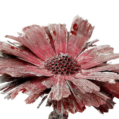 Protea rosetón brezo esmerilado Ø8-9cm 25p