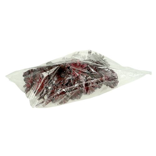 Artículo Protea roseta brezo esmerilado Ø8-9cm 25 uds