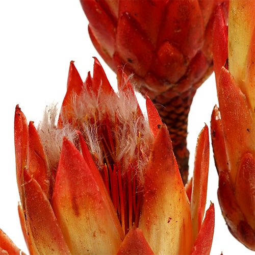 Artículo Repens Rojo 25uds