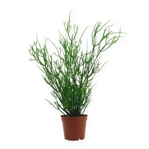 Floristik24 Rhipsalis en maceta 32cm verde