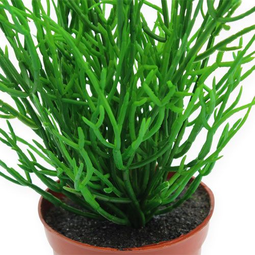 Floristik24 Rhipsalis en maceta 32cm verde