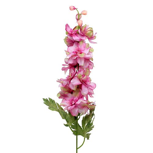 Floristik24 Delphinium Rosa 60cm