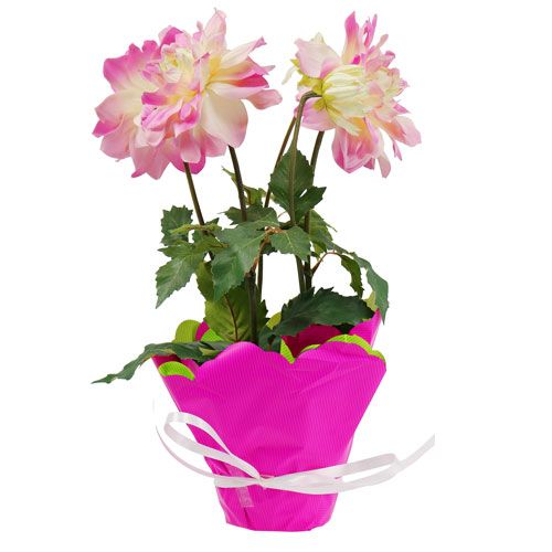 Floristik24 Rondella Ø48cm bicolor rosa-verde 50p