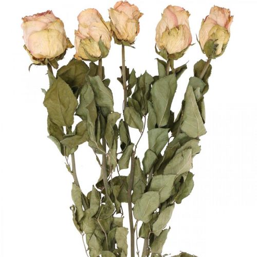Floristik24 Rosas decorativas, flores secas, rosas secas, San Valentín, floristería funeraria, rosas rústicas amarillo-rosa L48cm 5 piezas
