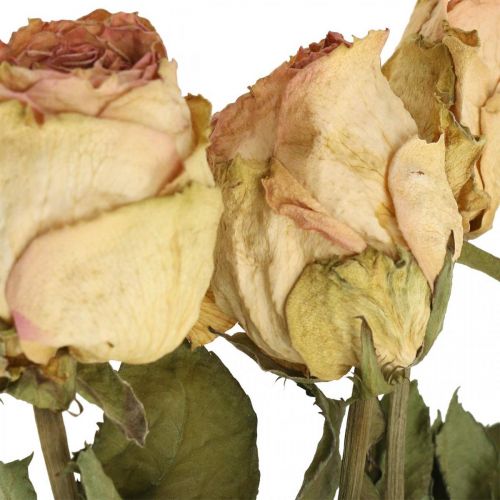 Floristik24 Rosas decorativas, flores secas, rosas secas, San Valentín, floristería funeraria, rosas rústicas amarillo-rosa L48cm 5 piezas