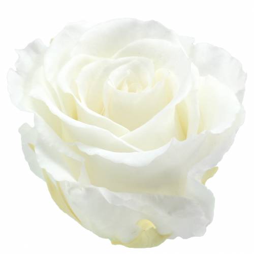Floristik24 Rosas infinitas grandes Ø5.5-6cm blanco 6pcs