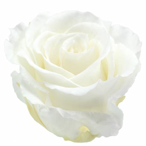 Artículo Rosas infinitas grandes Ø5.5-6cm blanco 6pcs