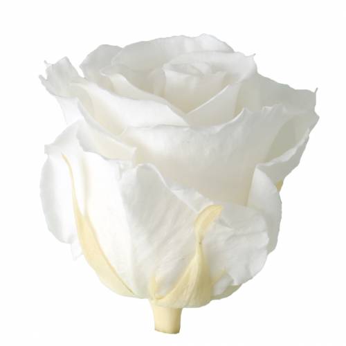 Artículo Infinity Roses Grandes Ø5,5-6cm Blanco 6uds