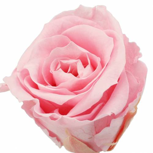 Rosas eternas medianas Ø4-4.5cm rosa 8pcs