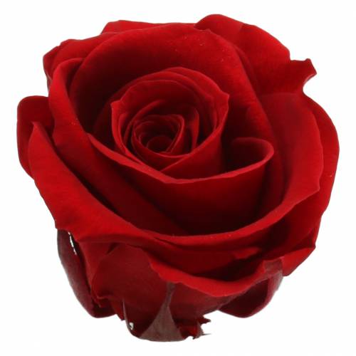 Floristik24 Rosas preservadas medianas Ø4-4.5cm rojo 8pcs