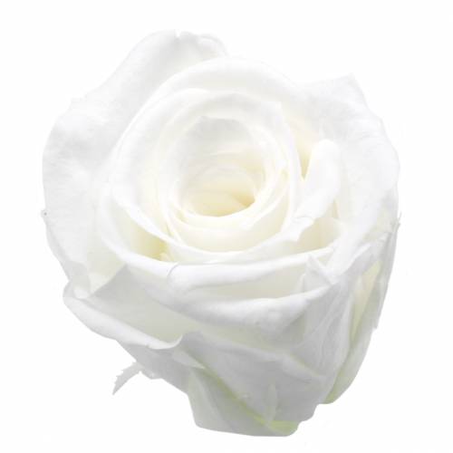 Floristik24 Rosas preservadas medianas Ø4-4.5cm blanco 8pcs