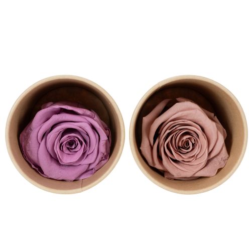 Cabezas de rosas preservadas, regalo romántico, rosas duraderas para ocasiones especiales, 5cm, 6 piezas