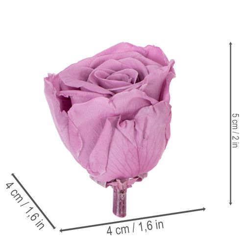 Artículo Cabezas de rosas preservadas, regalo romántico, rosas duraderas para ocasiones especiales, 5cm, 6 piezas