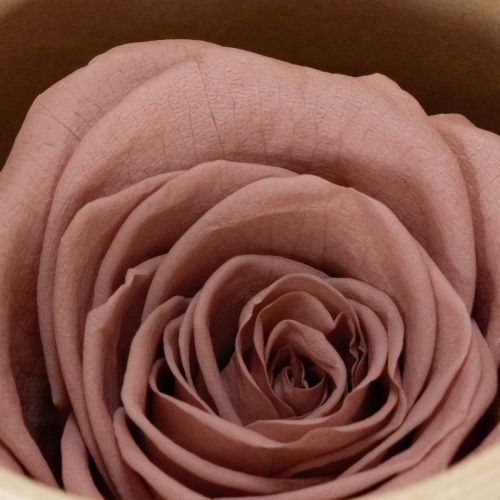 Artículo Cabezas de rosas preservadas, regalo romántico, rosas duraderas para ocasiones especiales, 5cm, 6 piezas