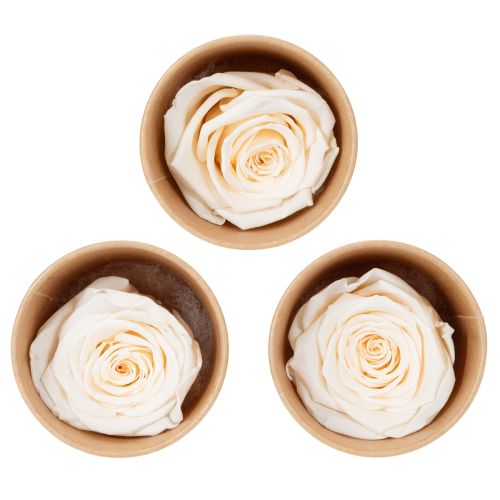 Cabezas de rosas, flores preservadas para arreglos florales elegantes, 5cm, 6 piezas