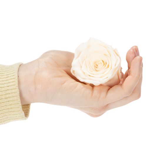 Artículo Cabezas de rosas, flores preservadas para arreglos florales elegantes, 5cm, 6 piezas