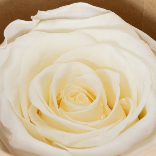 Artículo Rosas preservadas, decoración de mesa duradera para un ambiente romántico, decoración de boda, 5 cm, 6 piezas