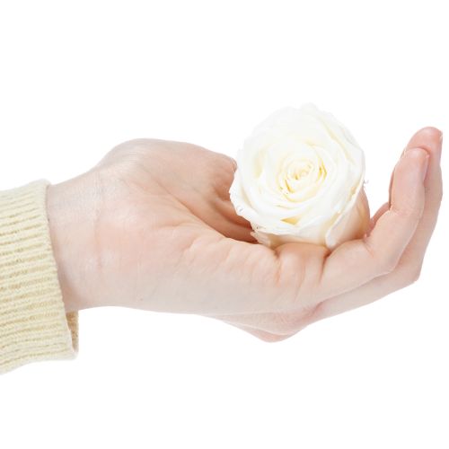 Artículo Rosas preservadas, decoración de mesa duradera para un ambiente romántico, decoración de boda, 5 cm, 6 piezas