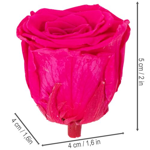 Artículo Rosas preservadas para decorar mesas, flores auténticas y sostenibles, 5 cm, 6 unidades