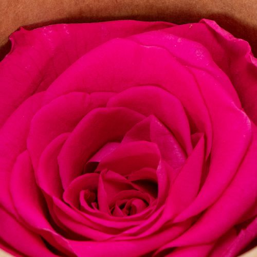 Artículo Rosas preservadas para decorar mesas, flores auténticas y sostenibles, 5 cm, 6 unidades